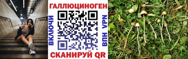 Галлюциногенные грибы Cubensis darknet официальный сайт Дедовск мега ссылки