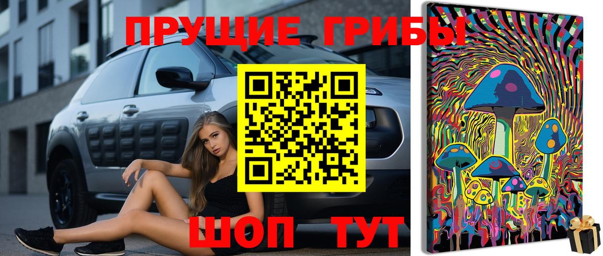 Галлюциногенные грибы Psilocybe Дедовск
