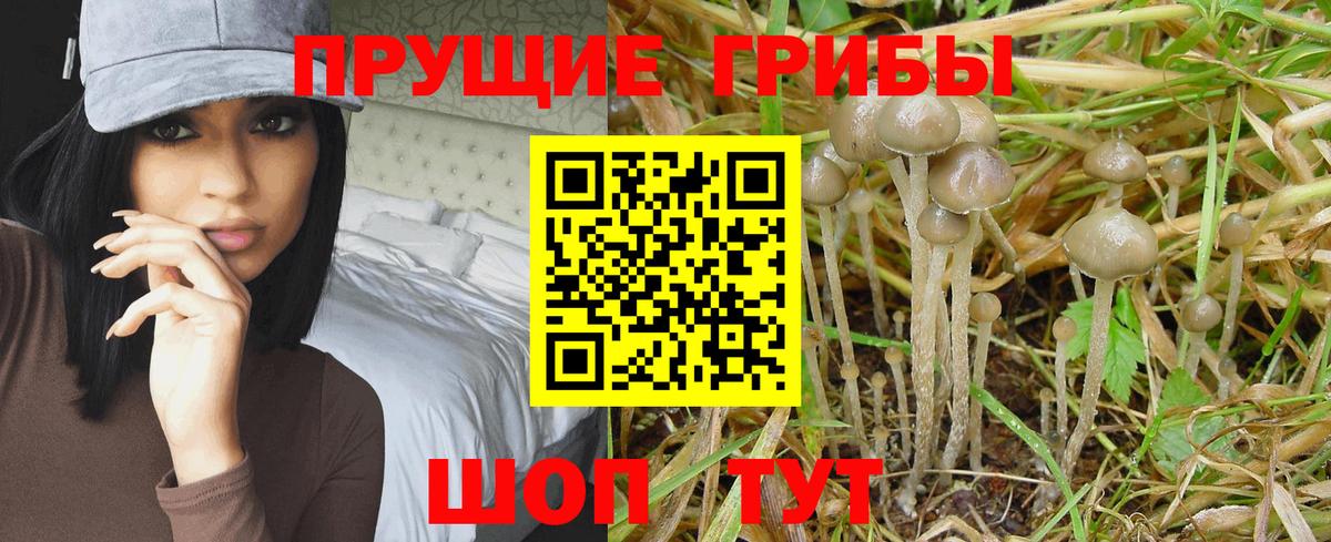 Дедовск  Псилоцибиновые грибы MAGIC MUSHROOMS  Вход с VPN 